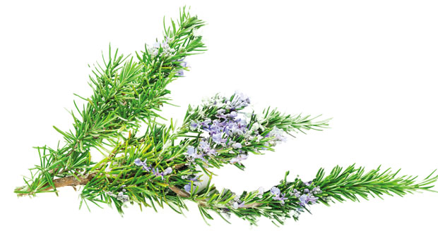 Рузмарин јача косу